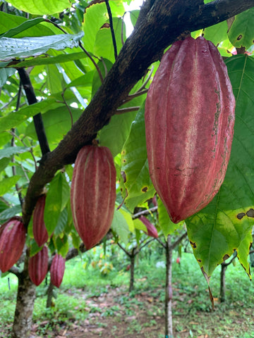 Rare Cacao, a chocolate tasting experience